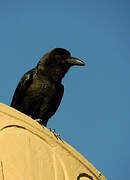 Brown-necked Raven