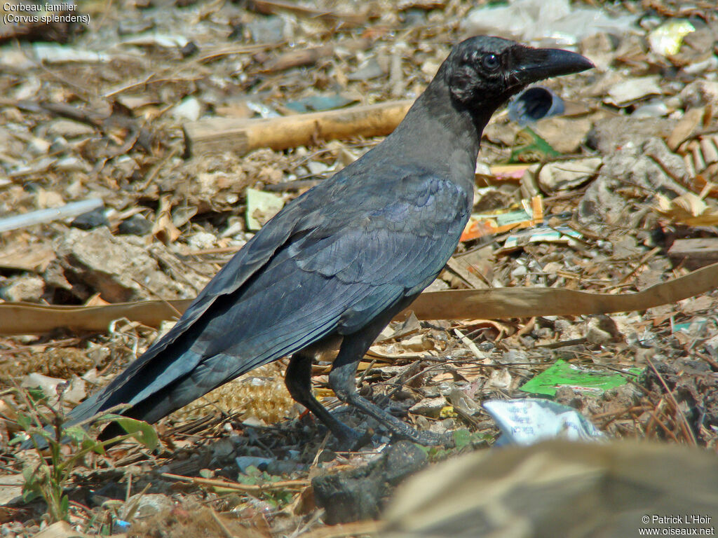 House Crow