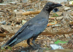 House Crow