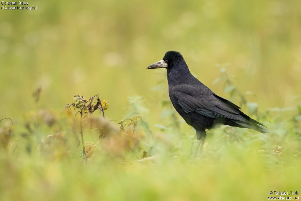 Rookadult post breeding