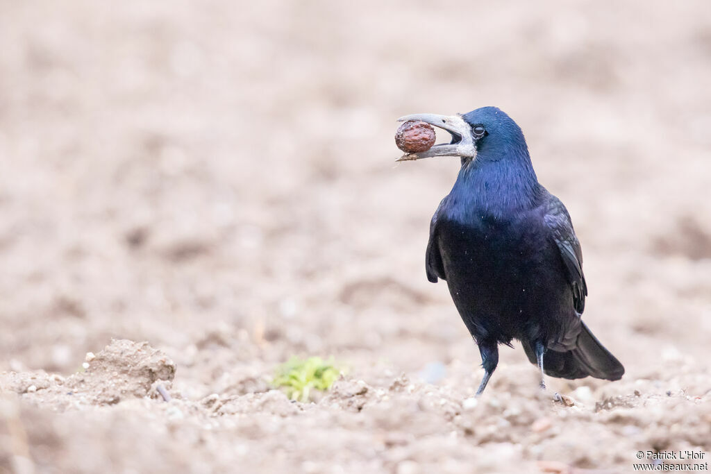 Corbeau freux