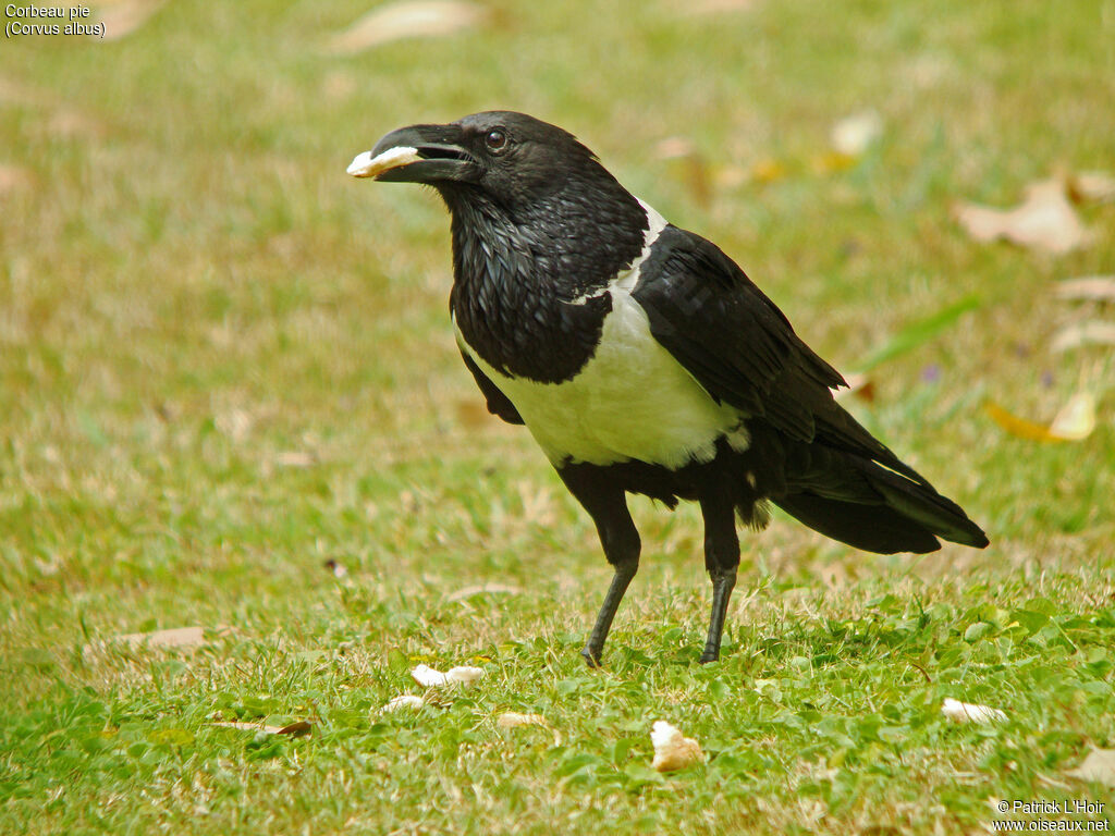 Corbeau pie