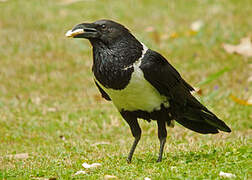 Pied Crow