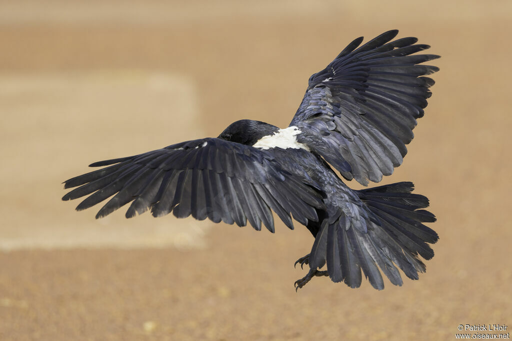 Pied Crowadult, Flight