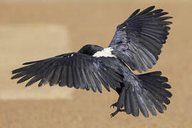 Pied Crow