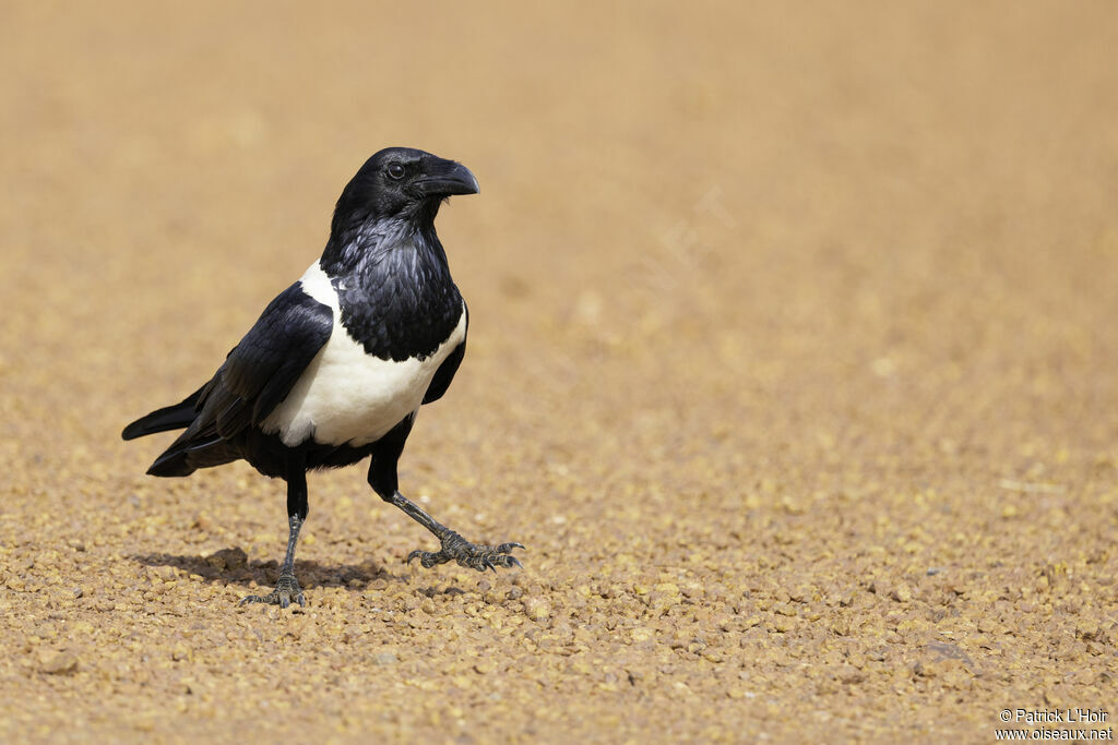 Pied Crowadult