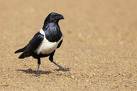 Pied Crow