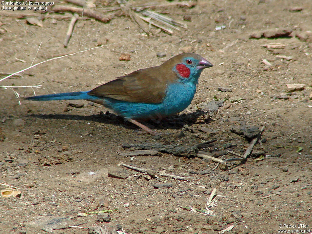 Cordonbleu à joues rouges