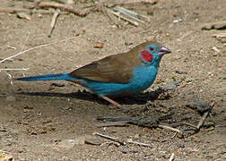 Cordonbleu à joues rouges