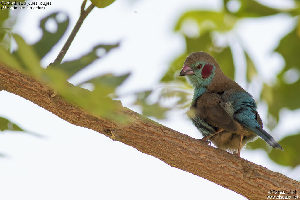 Red-cheeked Cordon-bleu male adult