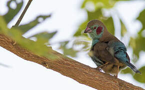 Red-cheeked Cordon-bleu