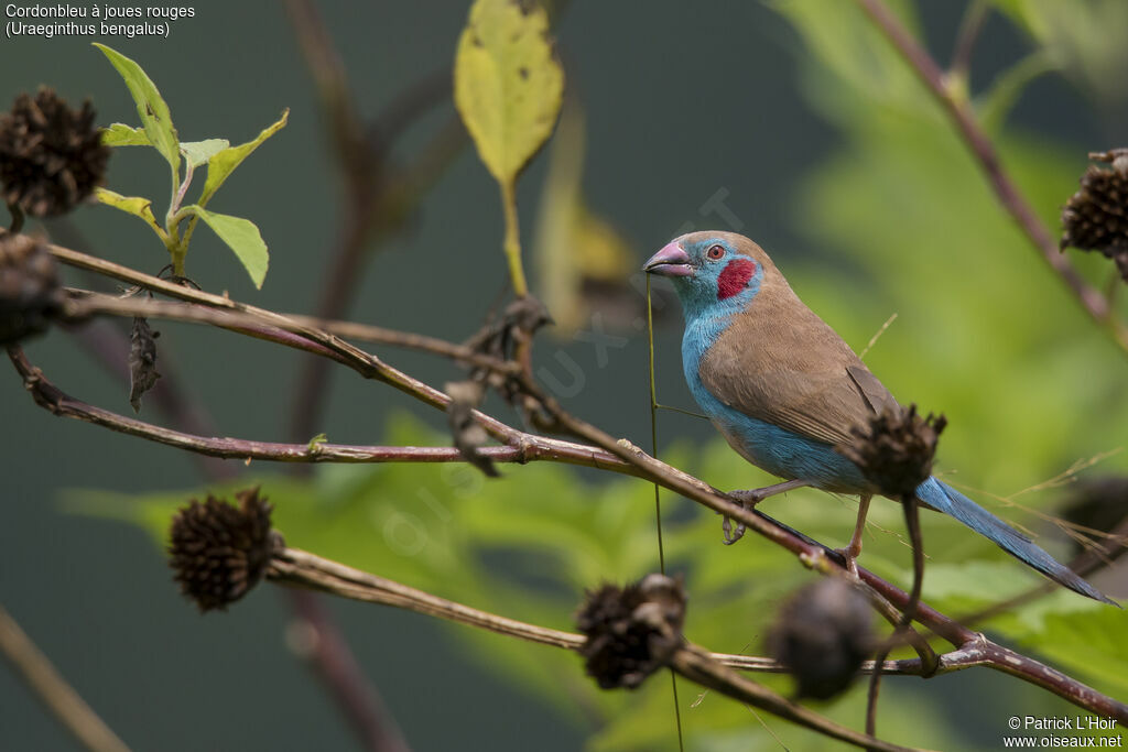 Cordonbleu à joues rouges mâle adulte