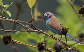 Red-cheeked Cordon-bleu