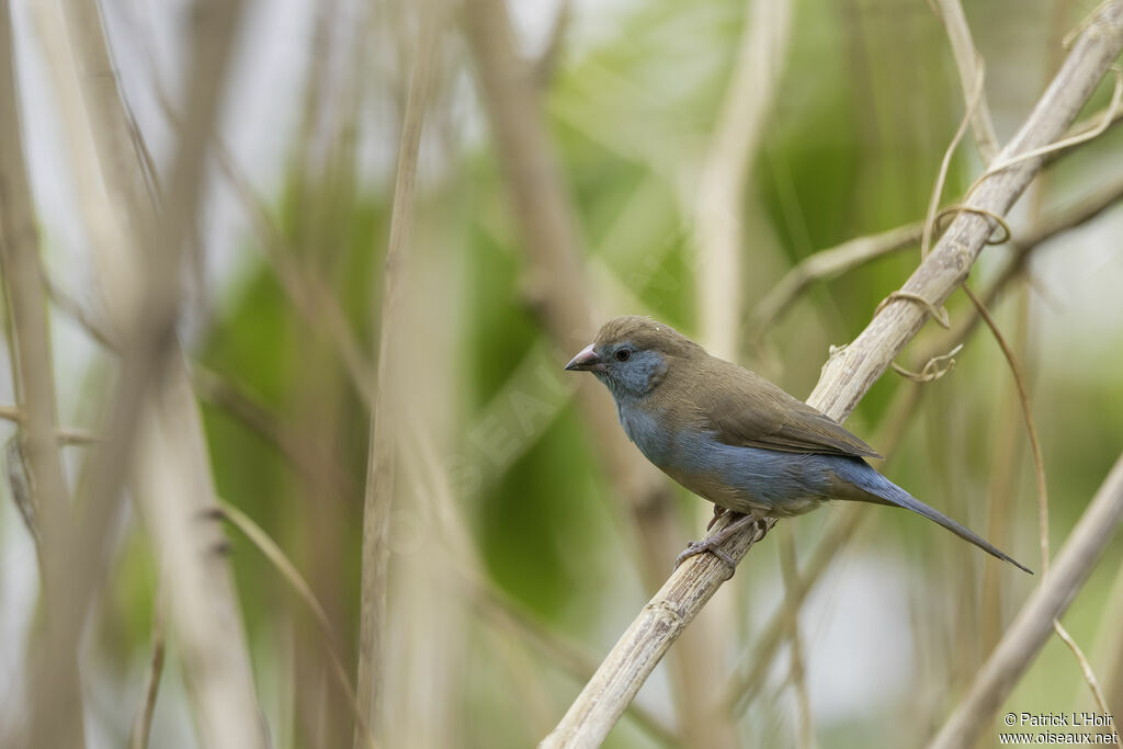 Red-cheeked Cordon-bleu female adult