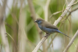 Red-cheeked Cordon-bleu