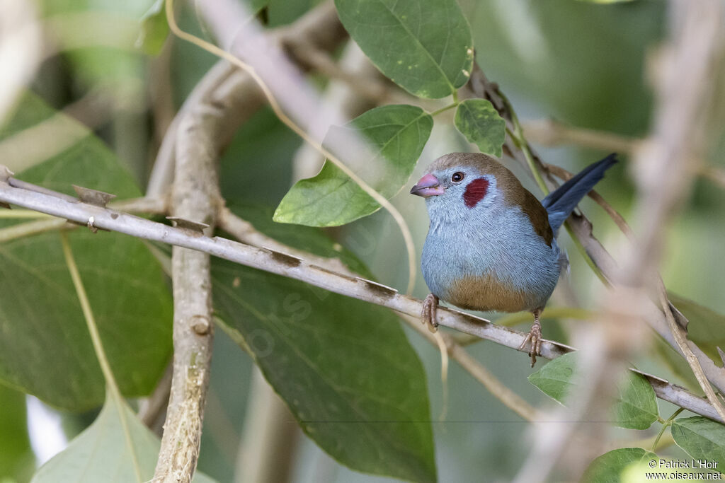 Cordonbleu à joues rouges mâle adulte