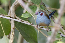 Red-cheeked Cordon-bleu