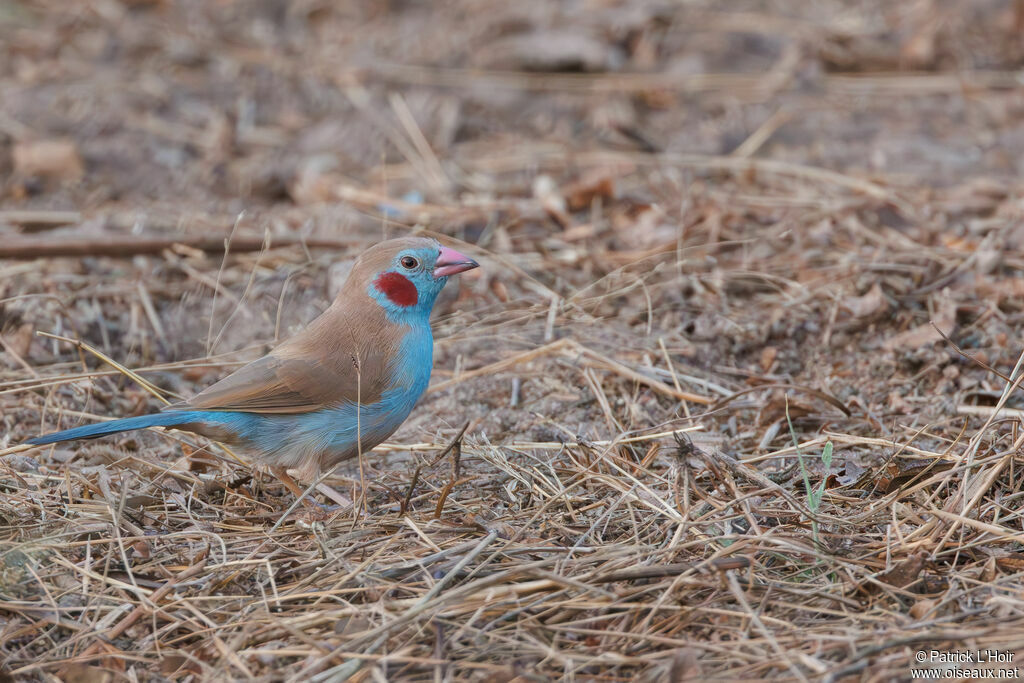 Red-cheeked Cordon-bleu male