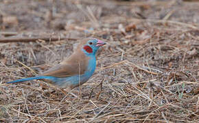 Cordonbleu à joues rouges