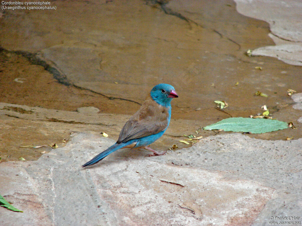 Cordonbleu cyanocéphale