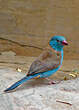 Cordonbleu cyanocéphale