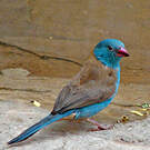 Cordonbleu cyanocéphale