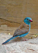 Blue-capped Cordon-bleu