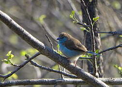 Blue Waxbill