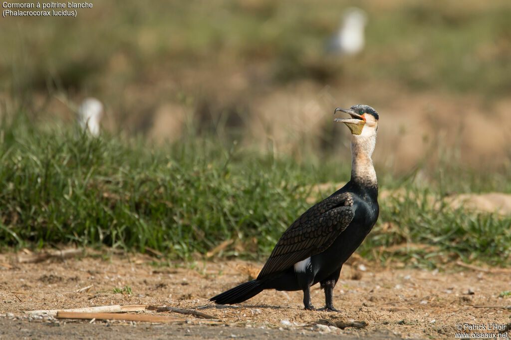 Cormoran à poitrine blanche