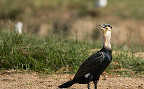 Cormoran à poitrine blanche