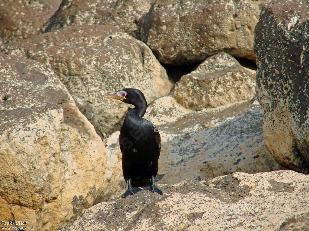 Reed Cormorantadult, close-up portrait