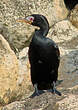 Cormoran africain