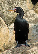 Cormoran africain