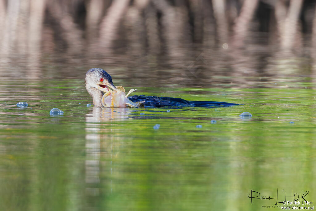 Reed Cormorant