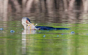 Reed Cormorant