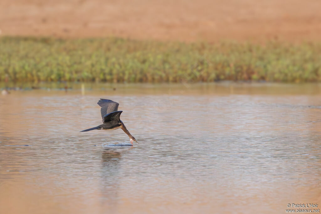 Cormoran africain