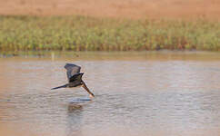 Cormoran africain