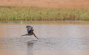 Cormoran africain