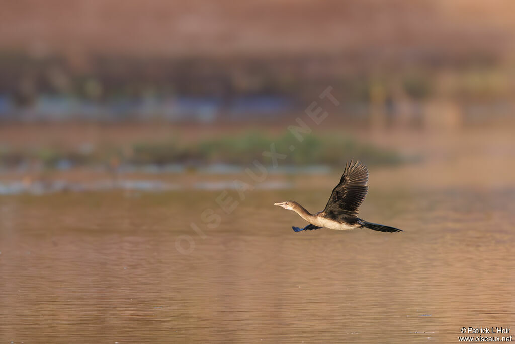 Cormoran africain