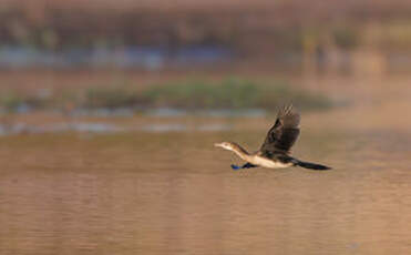 Cormoran africain