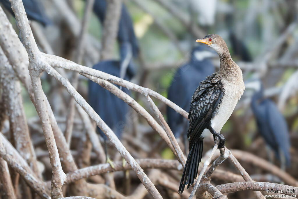 Reed Cormorant