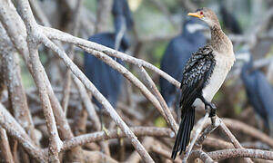 Reed Cormorant