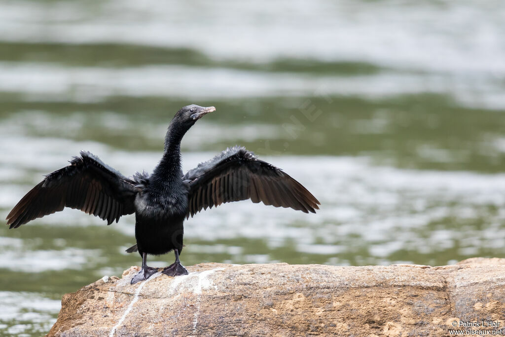 Cormoran de Vieillotadulte