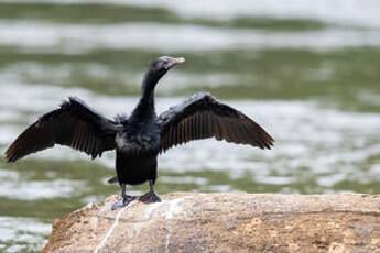 Cormoran de Vieillot