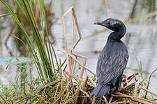 Cormoran de Vieillot