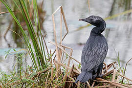 Little Cormorant