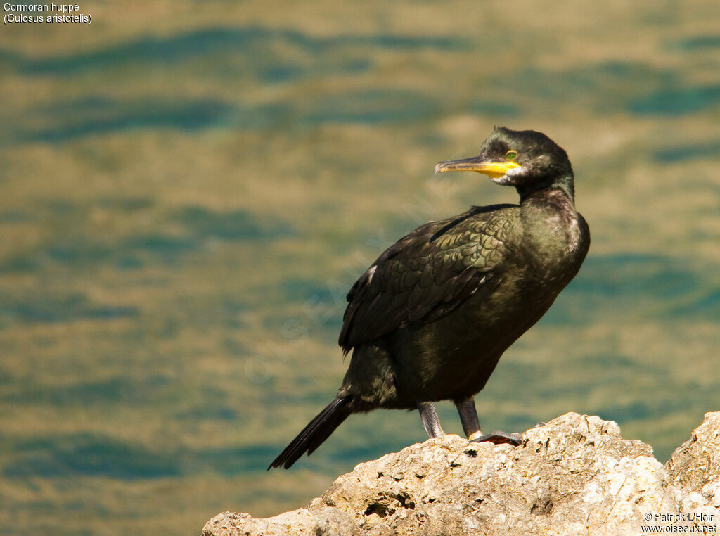 European Shag