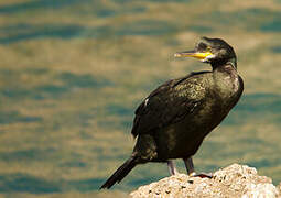 European Shag