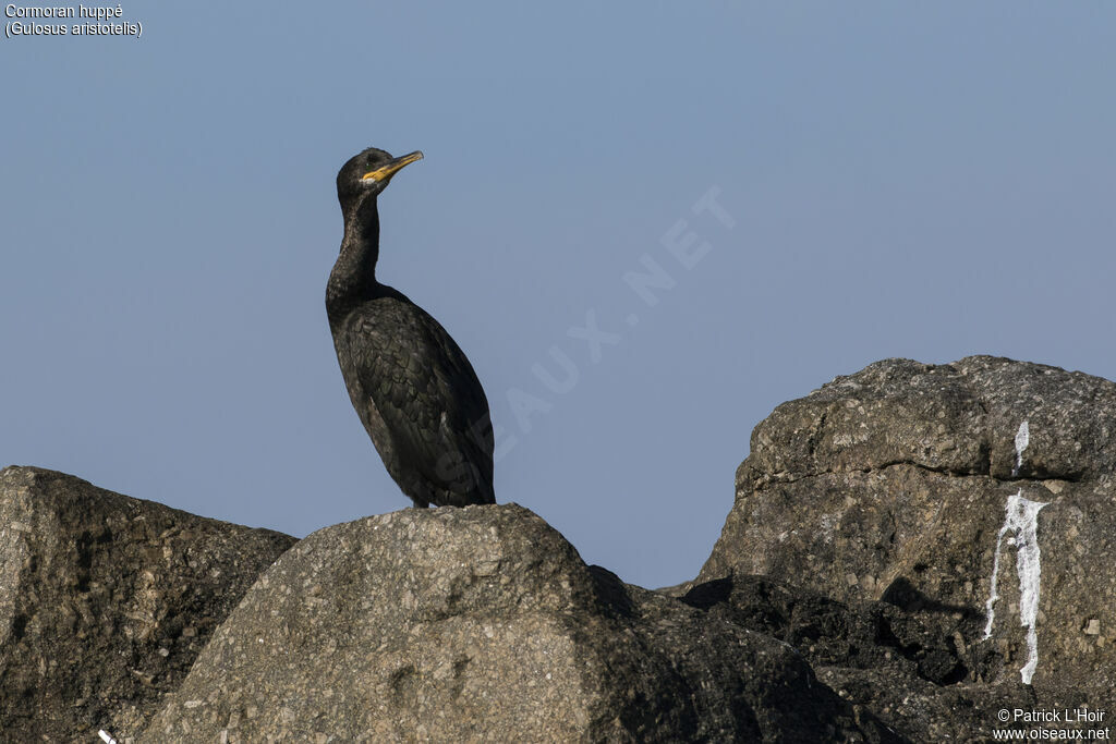 Cormoran huppéadulte, portrait