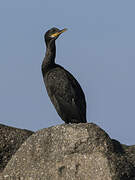 European Shag